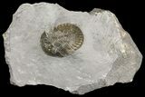 Scabriscutellum Trilobite - Morocco #171022-1